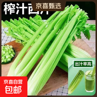 京东 山东新鲜大西芹现割现发榨汁西芹首选水果西芹蔬菜生鲜减肥减脂 新鲜西芹净重3斤