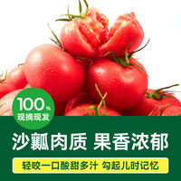 绿行者 沙瓤番茄 优选果果重55g+ 4.5斤 西红柿