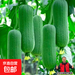 福建新鲜肉丝瓜短棒丝瓜翠玉丝瓜新鲜蔬菜下火解暑 新鲜短丝瓜肉丝瓜带箱2斤 2斤