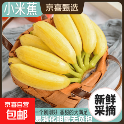 京喜加 正宗小米蕉当季水果现摘新鲜小香蕉皇帝蕉软糯酸甜一整箱批发价格 小米蕉带箱9斤