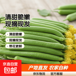 京喜加 寿光嫩丝瓜新鲜水嫩长丝瓜翠玉王丝瓜炒菜煲汤蔬菜 丝瓜2斤装 2斤 净重1.8斤