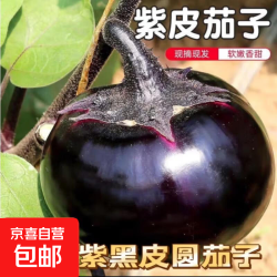 紫皮圆茄子糯米茄自然成熟软糯香甜皮薄肉嫩新鲜蔬菜生鲜 云南紫皮圆茄 2斤 带箱