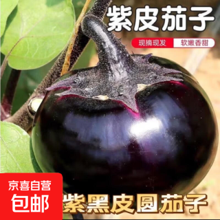 紫皮圆茄子糯米茄自然成熟软糯香甜皮薄肉嫩新鲜蔬菜生鲜 云南紫皮圆茄 6斤 带箱