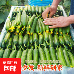 那 现摘水果小黄瓜新鲜黄瓜甜脆小青瓜荷兰蔬菜农家自种生吃包邮 精选水果黄瓜   带箱 5斤
