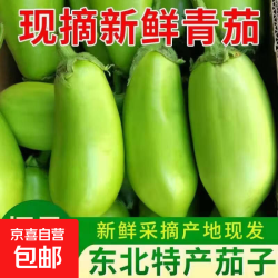 河南绿罐香茄大绿茄子青茄青圆茄子农家自种无籽将军绿茄子 带箱 5斤