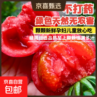 金 自营正宗山东普罗旺斯4斤带箱