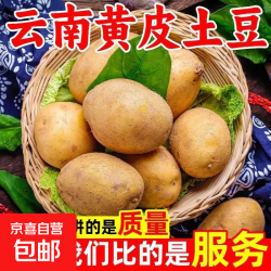 云南高山天然雨露滋养黄皮黄心土豆 农家正宗洋芋 自种马铃薯直发 现挖黄心土豆中果 带箱9斤