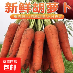 河南春季新鲜带泥胡萝卜脆爽多汁维生素胡萝卜素配菜水果新鲜蔬菜 9斤 净重