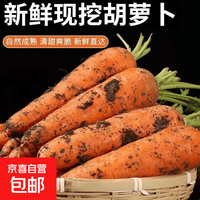 河南新鲜带泥胡萝卜农家水果萝卜应季早餐蔬菜红薯营养减脂食品 胡萝卜3斤净重 200g+/支