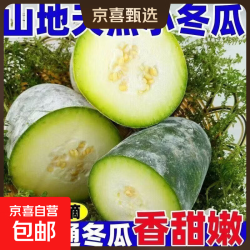 河南新鲜现摘迷你冬瓜 9斤