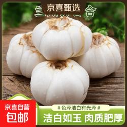 京喜 甘肃兰州鲜甜百合当季现采软糯甜润农家特供 四头1袋装（125g）净重 尝鲜