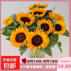 向日葵 云南鲜花基地直发 10枝