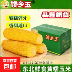 京喜 东北黄糯玉米头茬东北黄糯玉米非转基因新鲜真空包装试用甜糯玉米 东北黄糯玉米200g*4支净重
