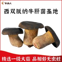 Lady Cow 牛夫人 有机鲜牛肝菌精品装 180g 礼盒装
