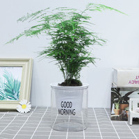 急兔 四季常青盆栽水培土培绿植桌面植物易活文竹含早安盆源头直发
