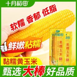 十月稻田 黄糯玉米  东北大棒粘玉米 黄糯香糯 真空锁鲜装 10根