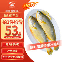 国联 东海原装黄鱼1kg 三条装 烧烤食材 自营海鲜水产