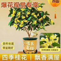 百亿补贴：桂花盆栽四季桂树苗老桩常年开花植物好养活客厅庭院阳台花卉绿植