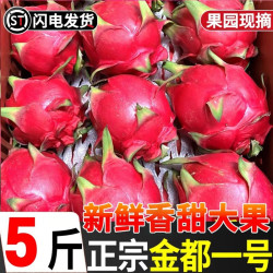 妙果森 红心火龙果海南金都一号5斤整箱大果新鲜当季红肉密宝水果包邮