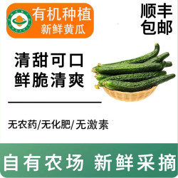 山东新鲜有机黄瓜生吃蔬菜素食水果自然熟有机标准种植脆爽多汁