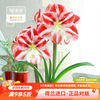 虹越 朱顶红裸球 小丑(28/30) 球根花卉
