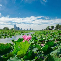 苏州金鸡湖大酒店 豪华园景大床房-直面森林园景2晚(连住)