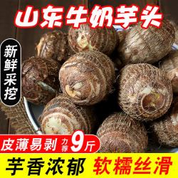 莲润合 牛奶芋头新鲜小芋头山东小毛芋艿新鲜农家自种小毛芋现挖5斤包邮