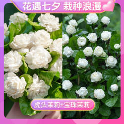 天狼 虎头茉莉1.2升盆