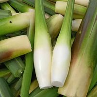 域疆 新鲜带壳茭白 当季农家蔬菜