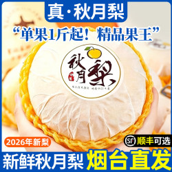 沐小七果蔬 山东莱阳冰糖秋月梨5斤7-9枚装（超甜优选果）净4.5斤 9S级