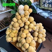 龙宫果   首单