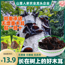 长在树上的真黑木耳 肉厚干净脆嫩 无增重