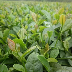 （80）2026年日照绿茶，浓香型，豆香味。