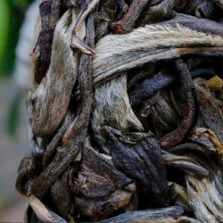 老农古林50粒布朗山大树 普洱茶生茶蜜韵花果香老农古林茶叶生普