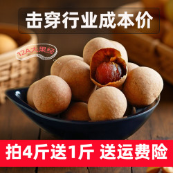 蓬源 大果桂圆干500g 福建特产精选龙眼干新货壳薄肉厚泡茶零食