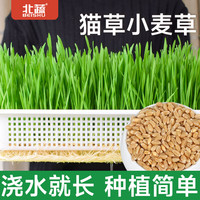 北蔬 猫草种子散装小包小麦发芽土培水培通用 猫草小麦草种子 1斤