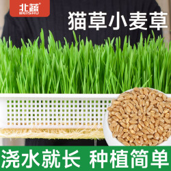 北蔬 猫草种子散装小包小麦发芽土培水培通用 猫草小麦草种子 1斤