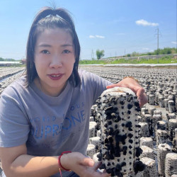 2026头茬东北特产黑龙江东宁黑木耳产地直采