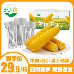 东北绥化鲜食黄糯玉米糯九早餐代餐（8支/箱加送一试吃）