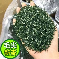 高山毛尖绿茶明前嫩芽手工炒青春茶浓香耐泡