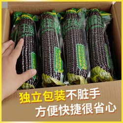 问君 黑珍珠糯玉米新鲜粗粮甜糯紫玉米健身好吃低玉米粒脂