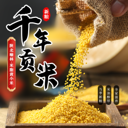 2026年陕北特产米脂香谷小米新鲜香糯干净2500g