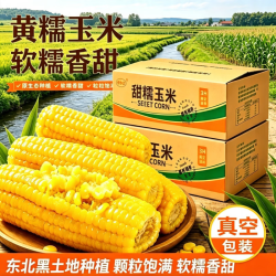 馋乡玉 正宗东北玉米甜糯玉米新鲜玉米黄糯玉米粘黏真空玉米苞米老少皆宜 东北黄糯玉米6根*1250g