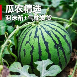正宗新鲜美都麒麟西瓜 新鲜现摘包邮 7-8斤