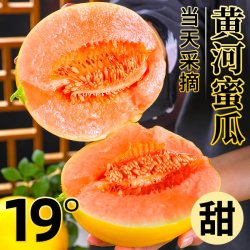 甘福园 黄河蜜瓜新鲜甜瓜水果10斤正宗陕西现摘香瓜当季整箱包邮黄哈密瓜