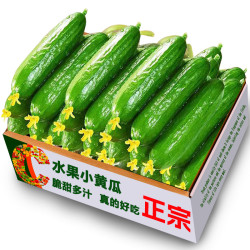 当季现摘水果小黄瓜新鲜黄瓜甜脆小青瓜荷兰蔬菜农家自种生吃包邮