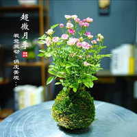 艾莹 四季开花 迷你小盆栽
