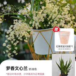 海蒂的花园 梦香文心兰盆栽带花苞阳台兰花苗花卉年宵花植物