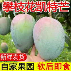 云南凯特芒果新鲜大甜芒果当季水果青皮芒果当季两吃水果