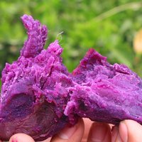 2026现挖新鲜紫薯紫罗兰板栗薯净重5斤